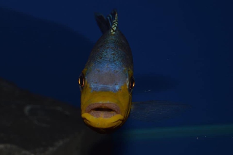 Petrotilapia genalutea 'Makokola Reef'